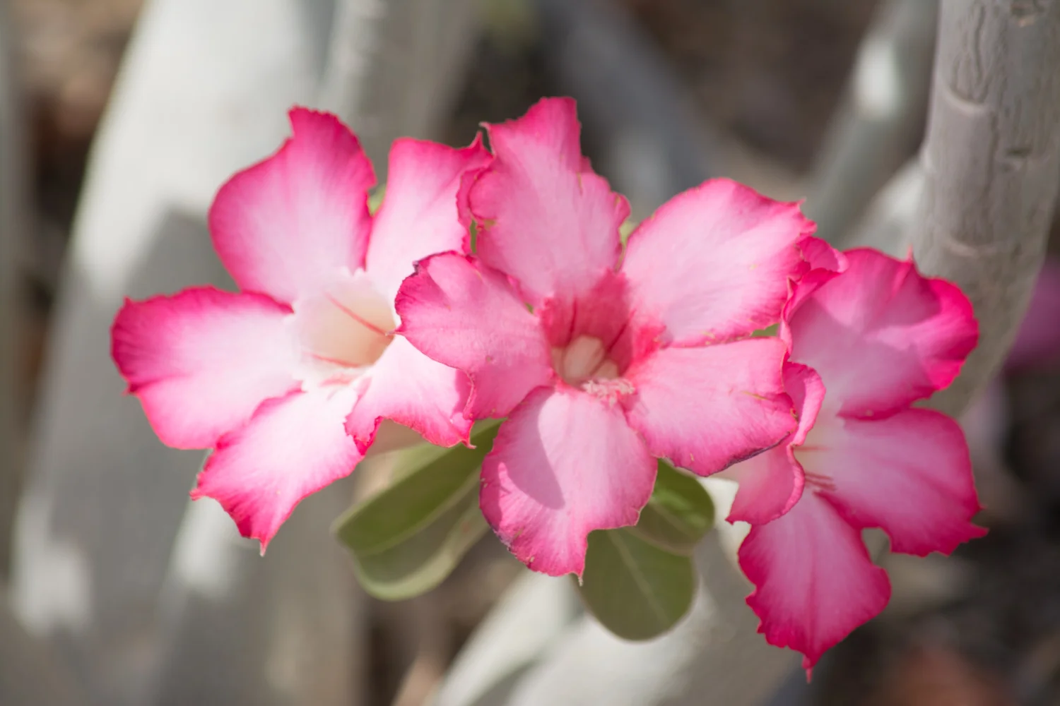 Flora-0081.jpg