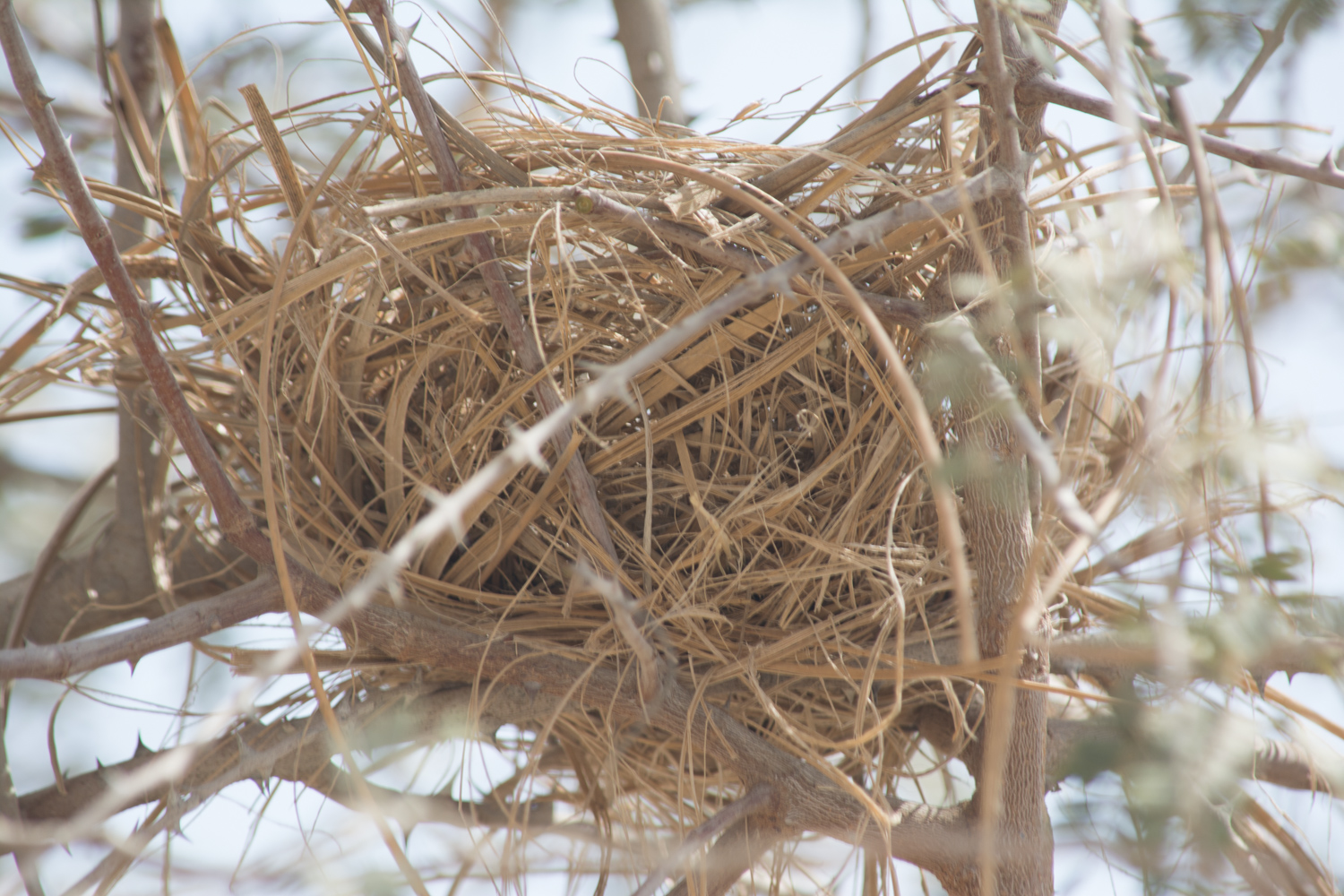 I spy a bird nest along the path. I never get close to bird nests because I don't want to interrupt any families, but I sure am curious what lives in there.