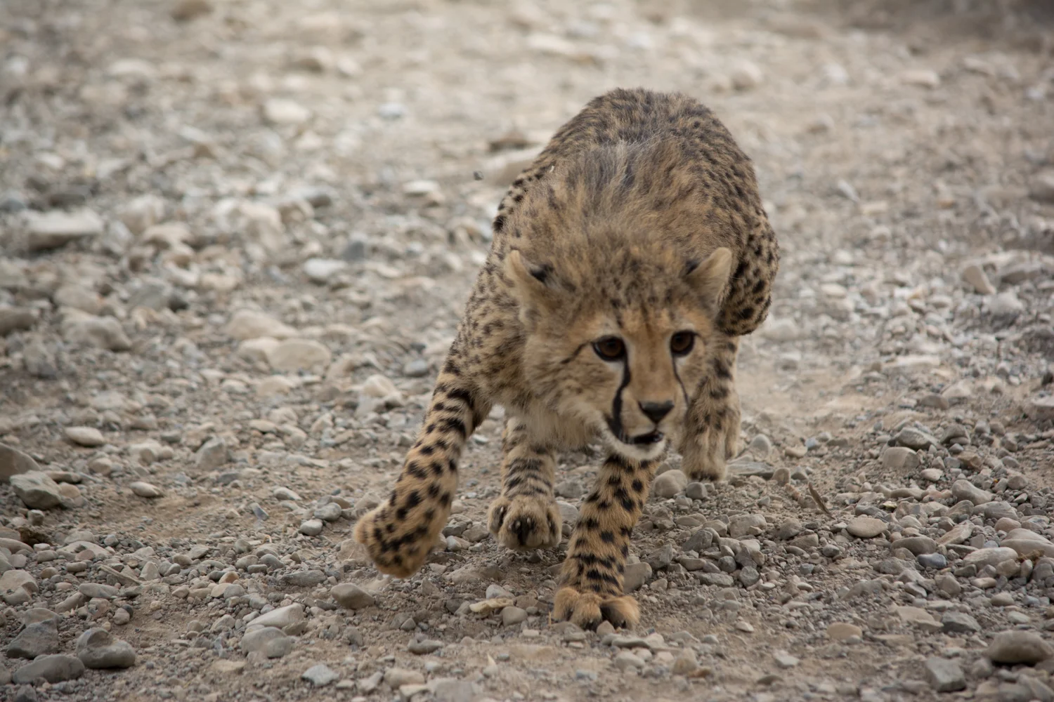 Cheetah Dash