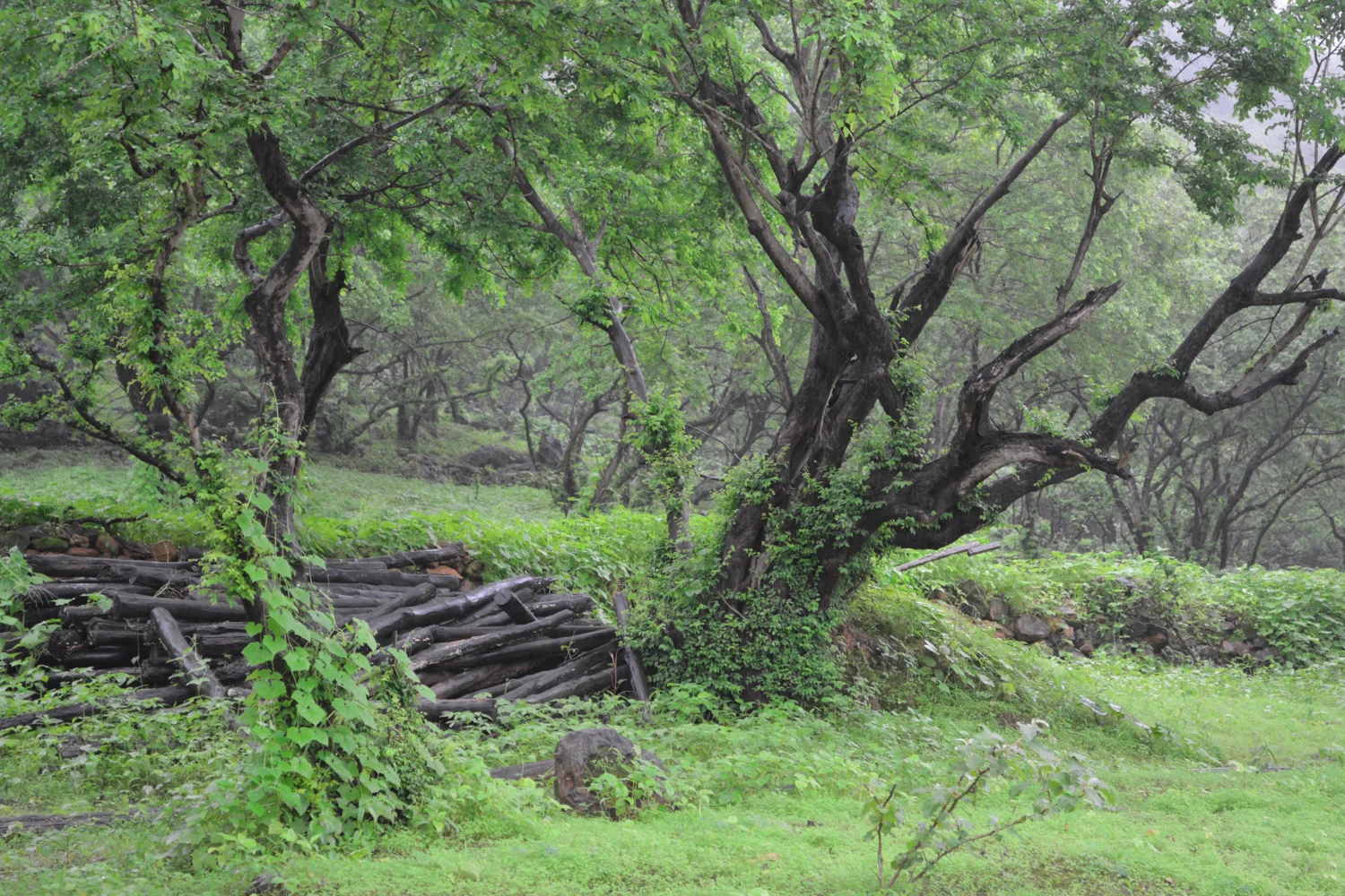 DSC_0936.jpg