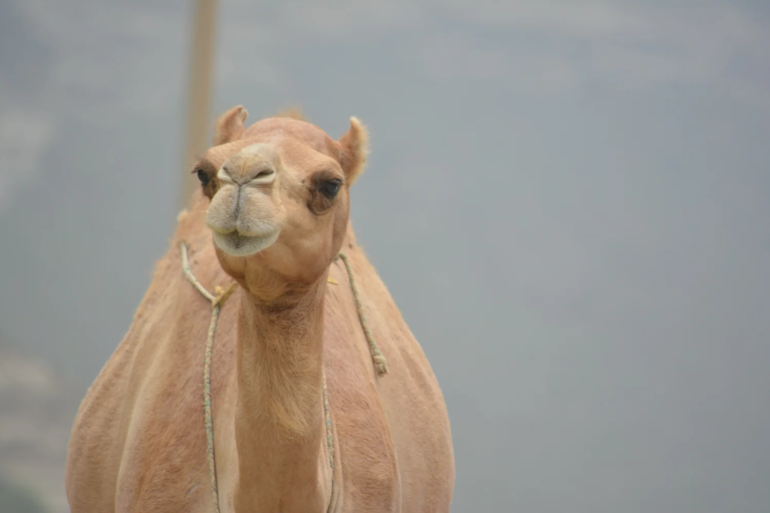 DSC_1300_camel.jpg