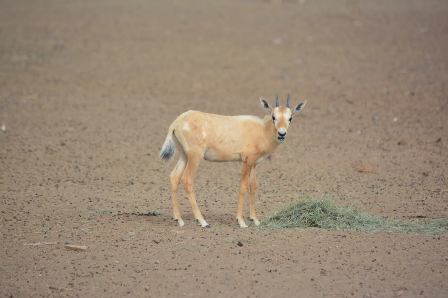 DSC_1641.jpg