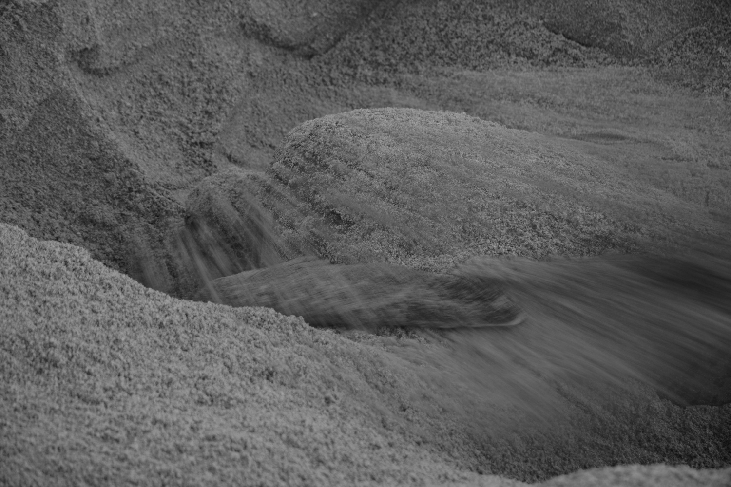 Green Turtle digging her nest (photo taken during dawn tour)