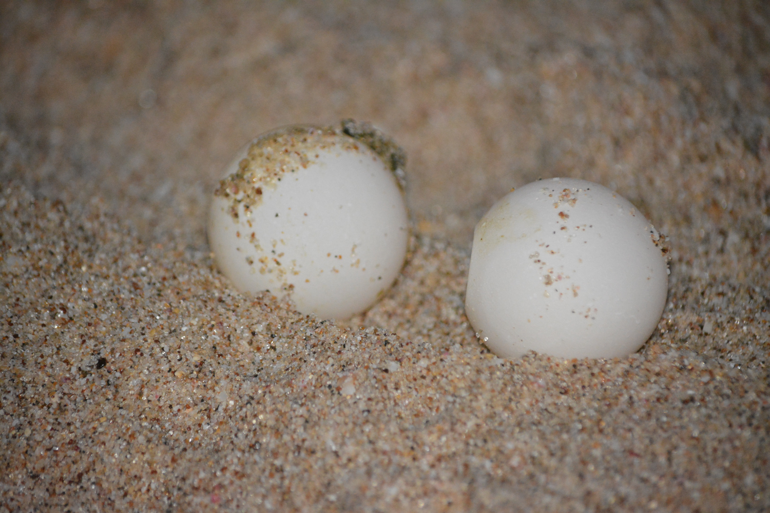 Green Turtle eggs already hatched.