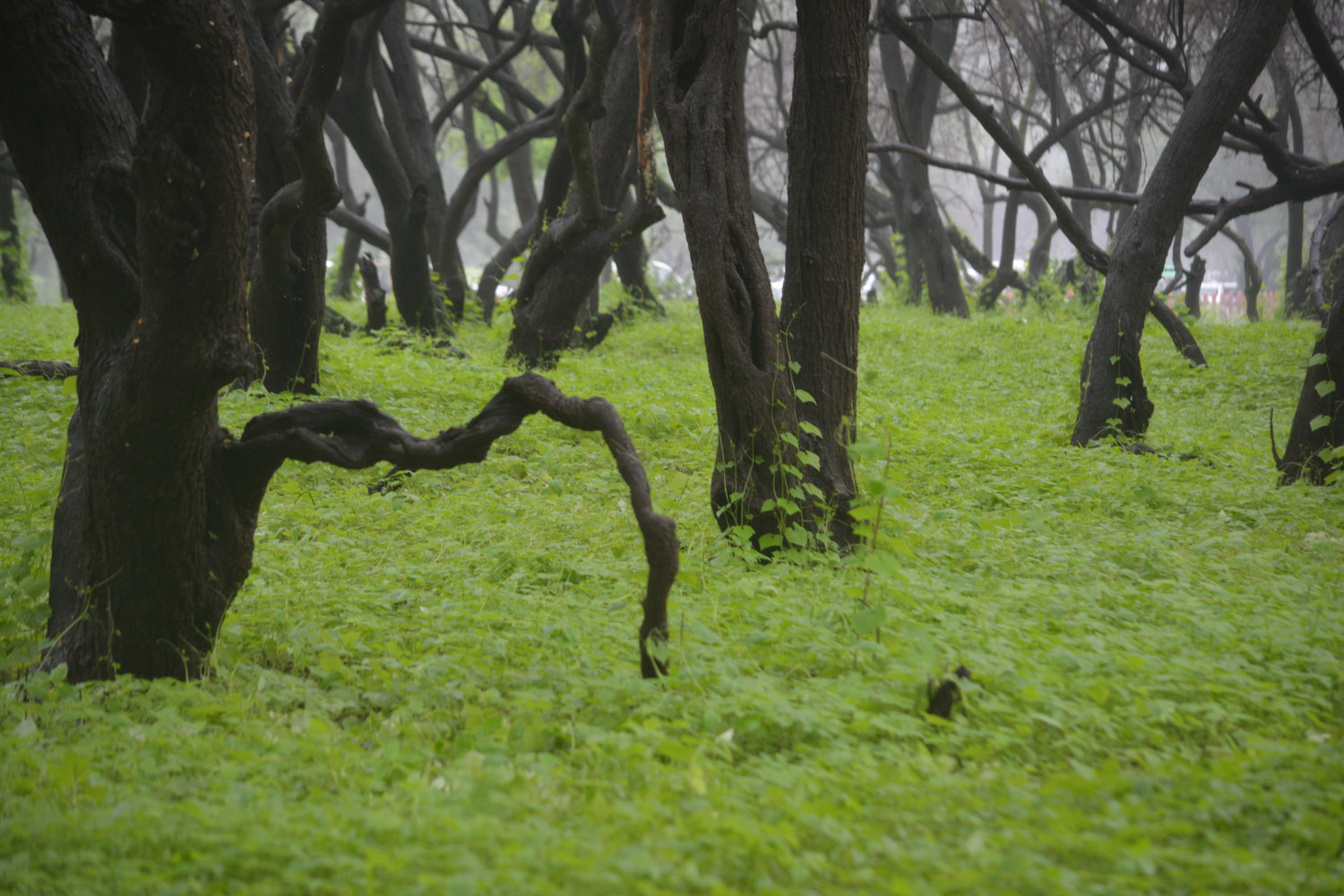 Is there a lucky clover among these crawling vines?
