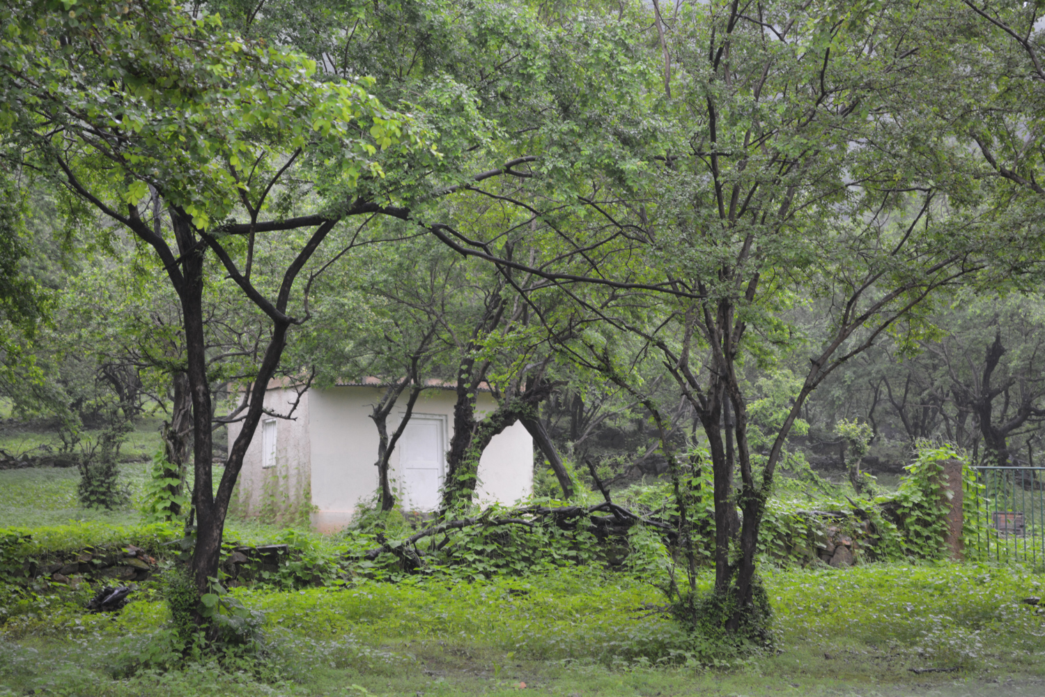 A property nestled in the trees.