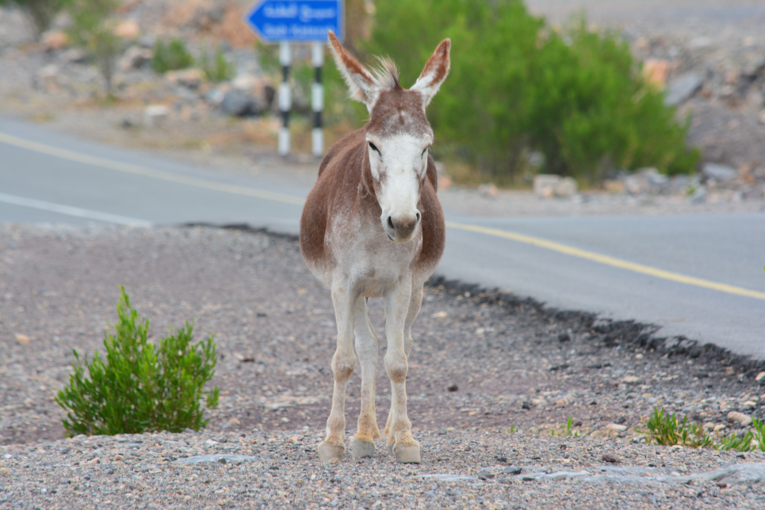 My first donkey sighting.