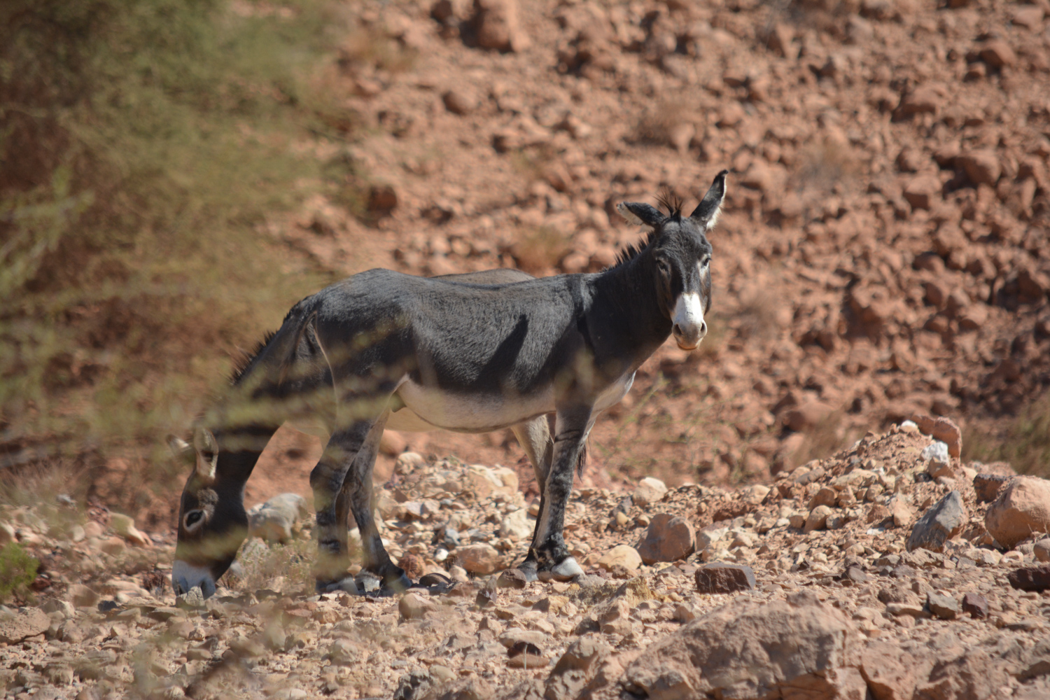 Two donkeys at once! I was pretty excited about shooting this two headed donkey.