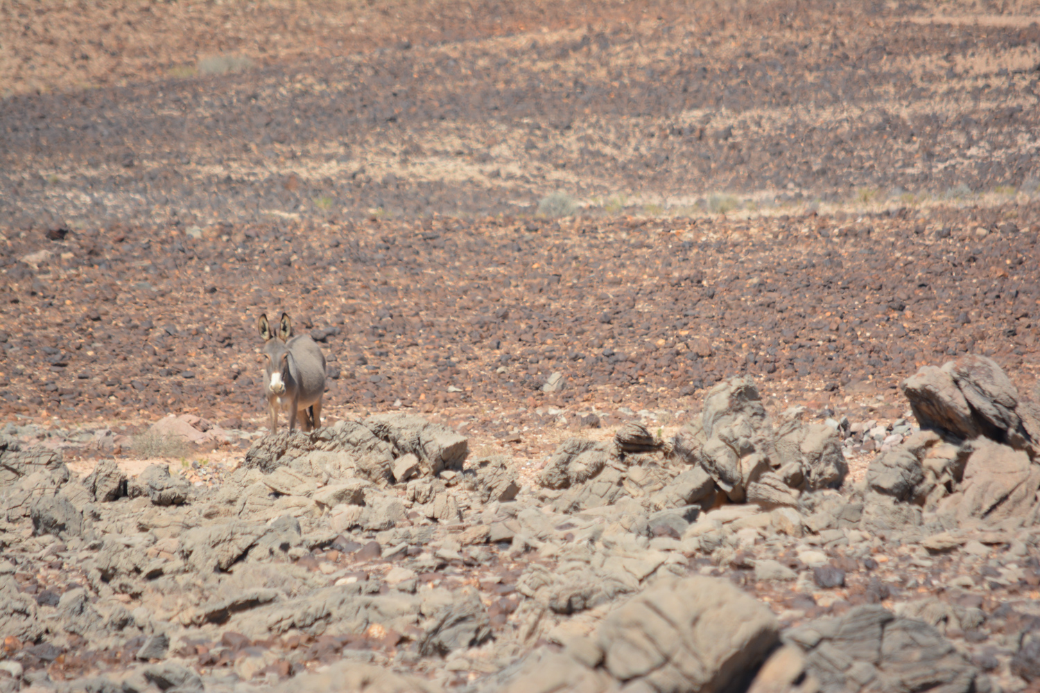 Donkey camouflage.