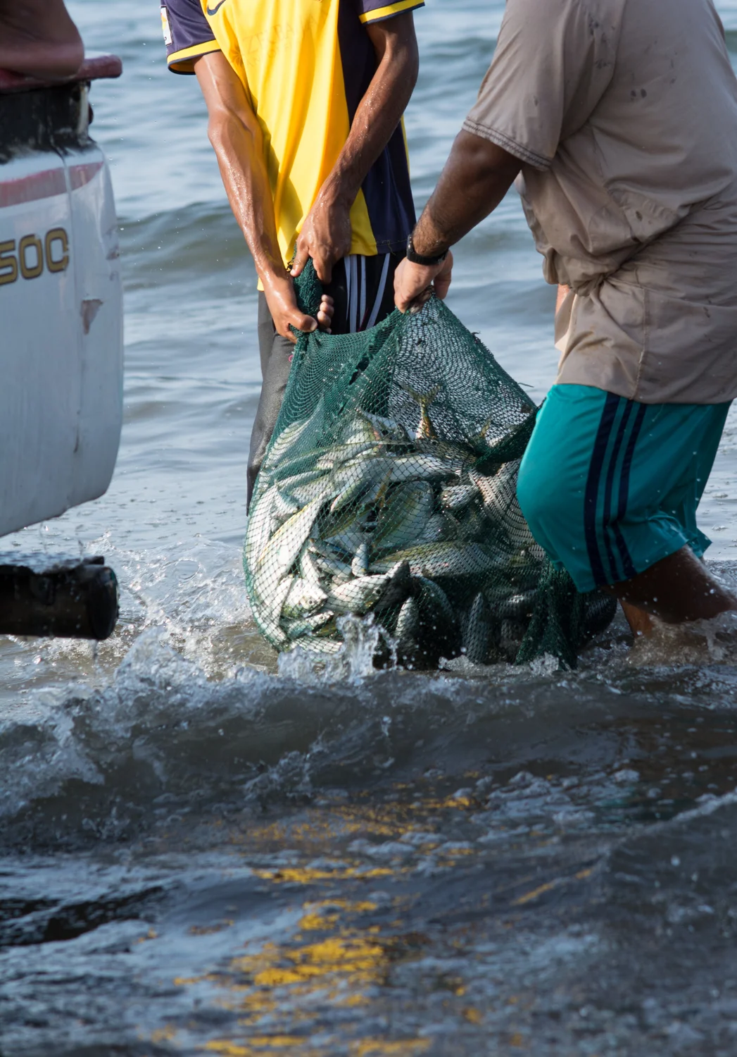 Hauling the fish to the trucks for their trip to market.