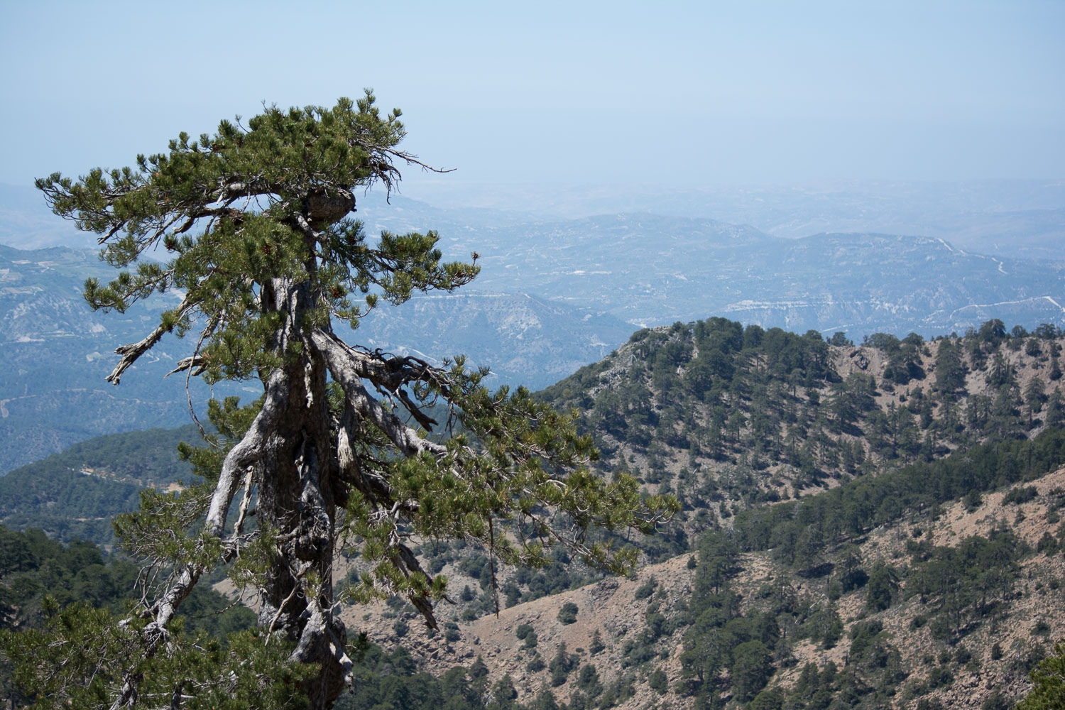 View from Troodos hike.