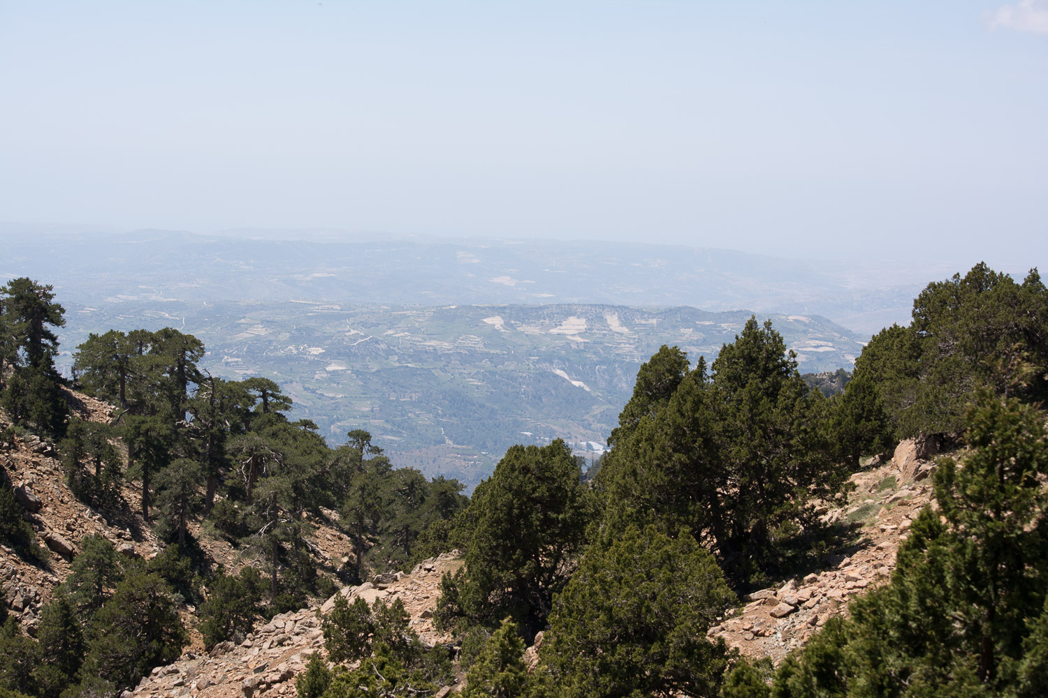 Why did I leave my binoculars at home?
