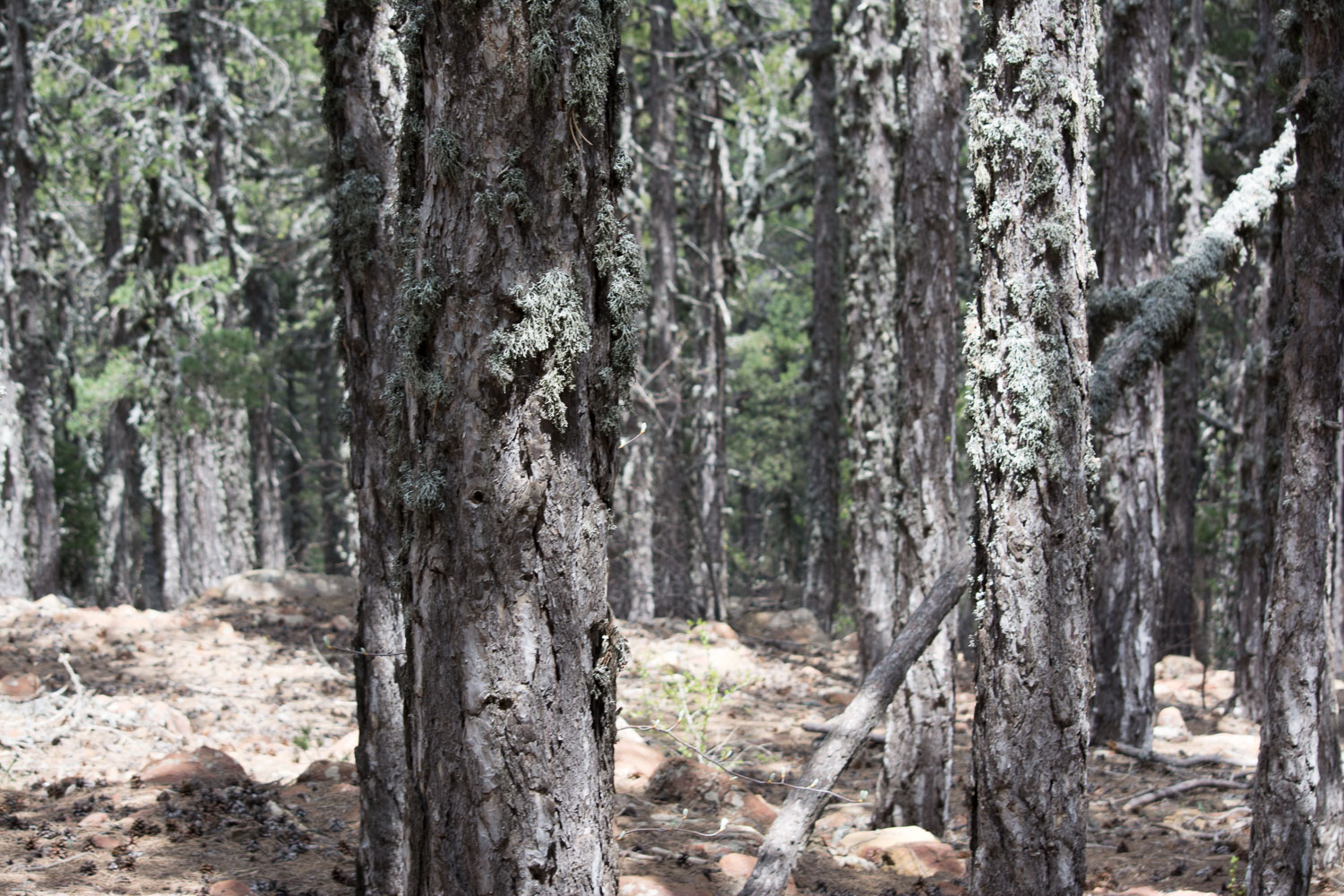 Black Pine Forest