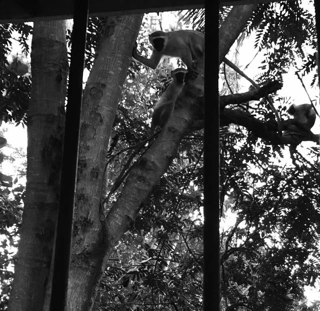 Peering in my kitchen window.