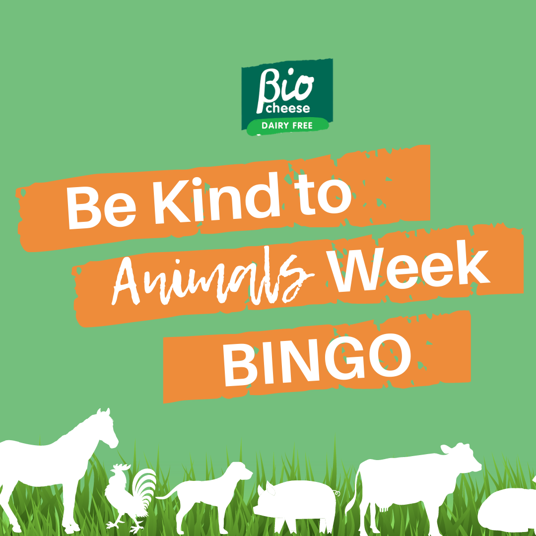 Be Kind to Animals Week Bingo