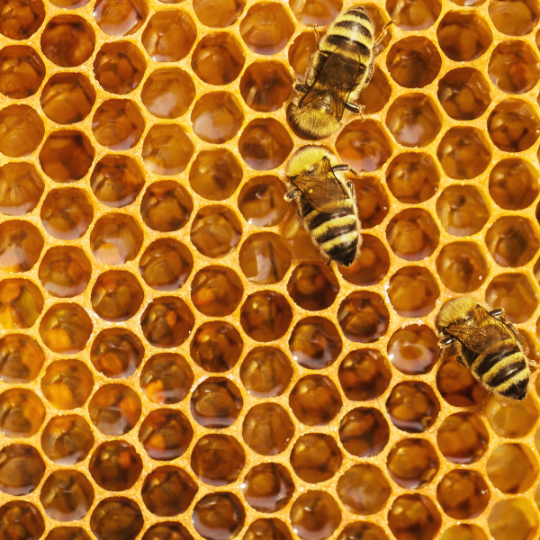 World Bee Day