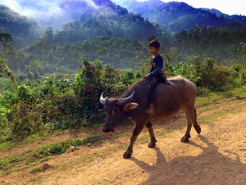 Jungle & Mountain trails