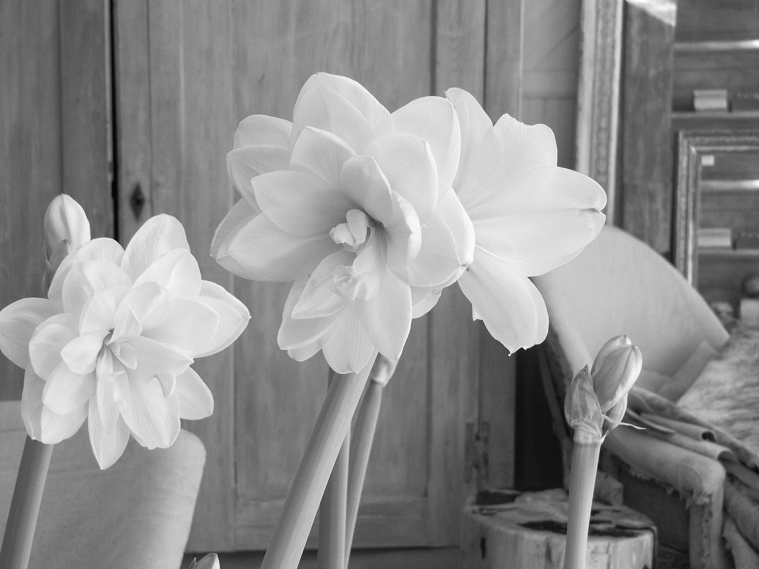 IMG_4817 - Version 2.JPG