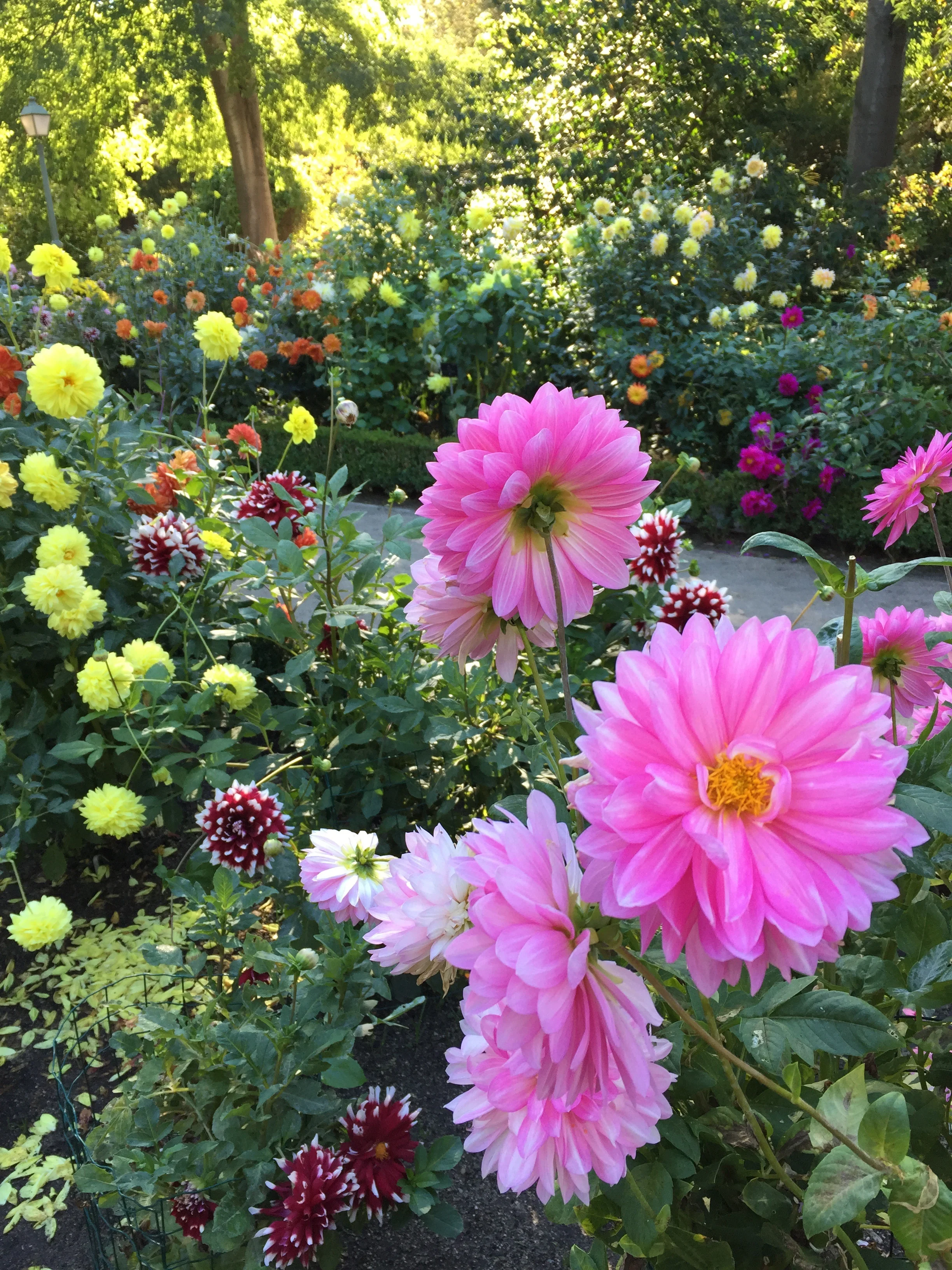 Beautiful flowers in the botanical gardens.