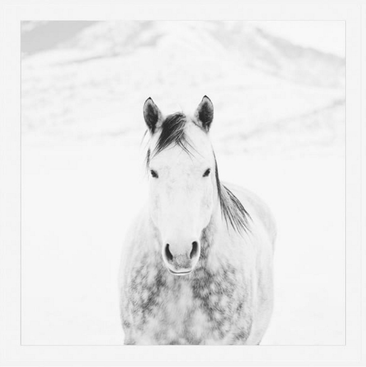 This gorgeous black and white print titled Winter White Horse by Jennifer Myers lends a pair of soft, guardian eyes over any space.