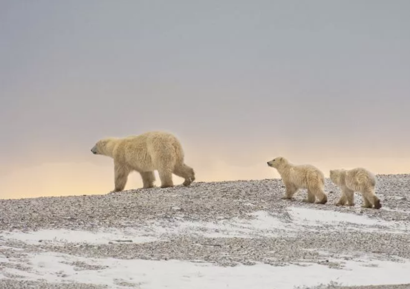 Who wants to come with me to Canada to see the polar bears?!