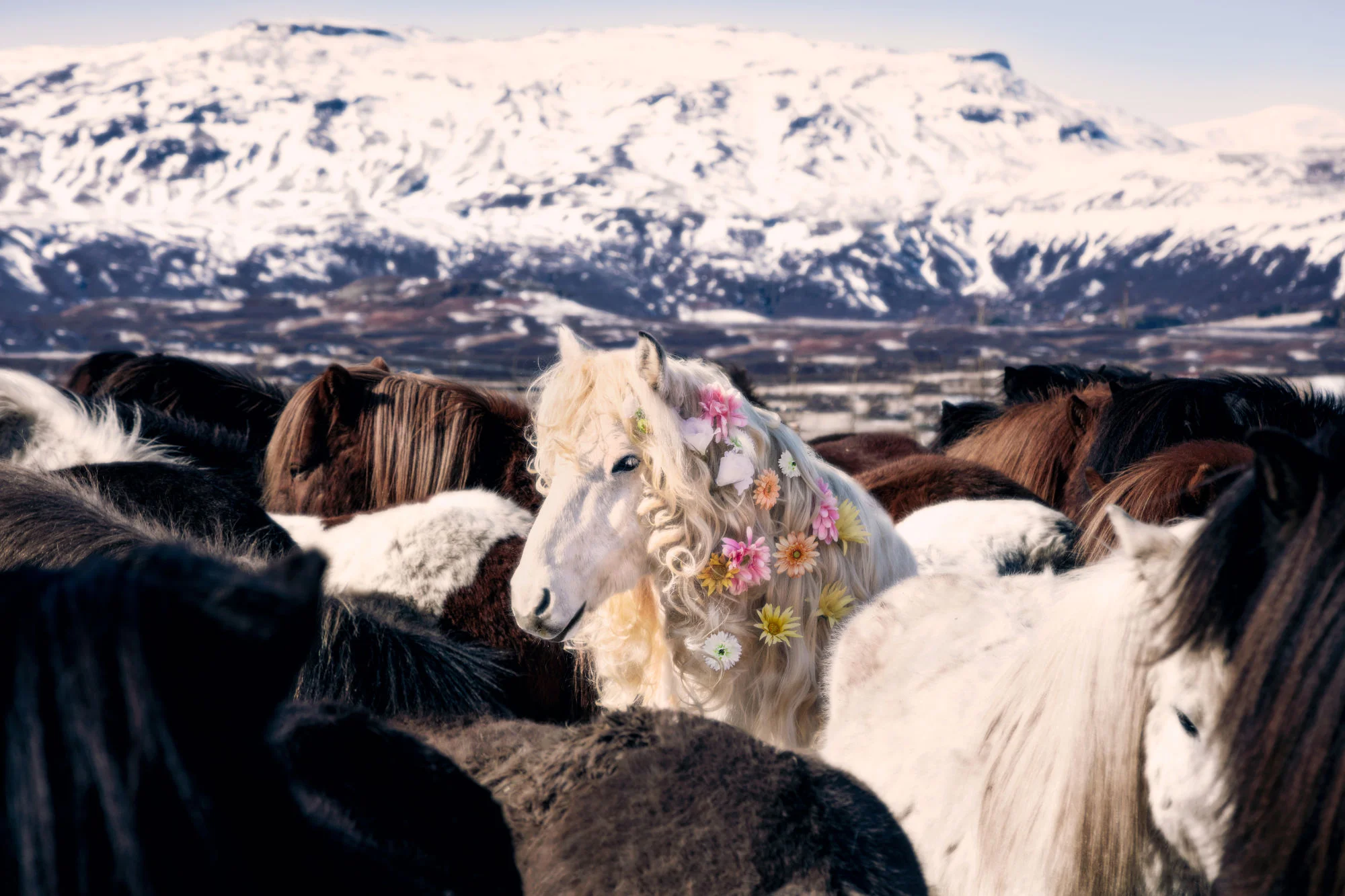 Divine_Equine_(1).jpg