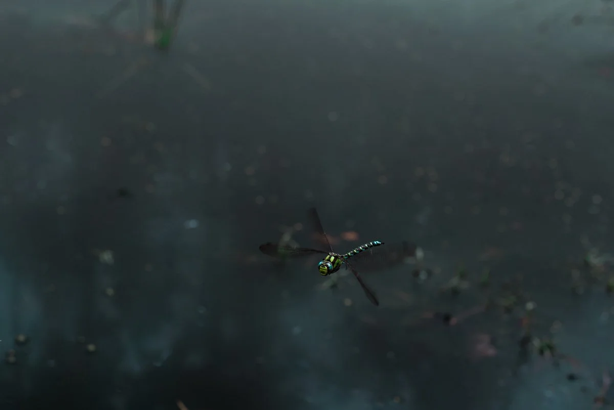 web-groot-1200 (12 van 18).jpg