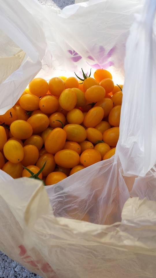 Check out these tomatoes! It doesn't get more local than from a neighbor's backyard!