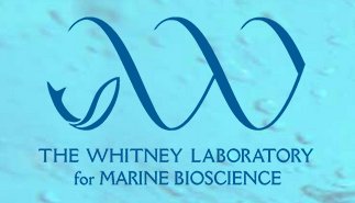 Image result for Whitney lab, images"