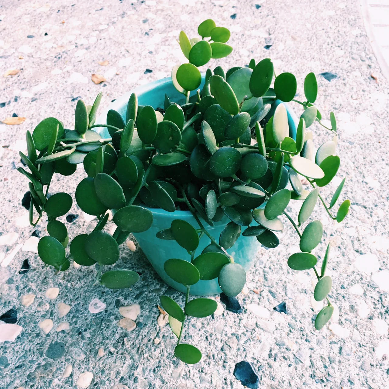 I found this little guy at Home Depot and I am in love. I call this my Dr. Seuss plant. I just think he is fabulous.