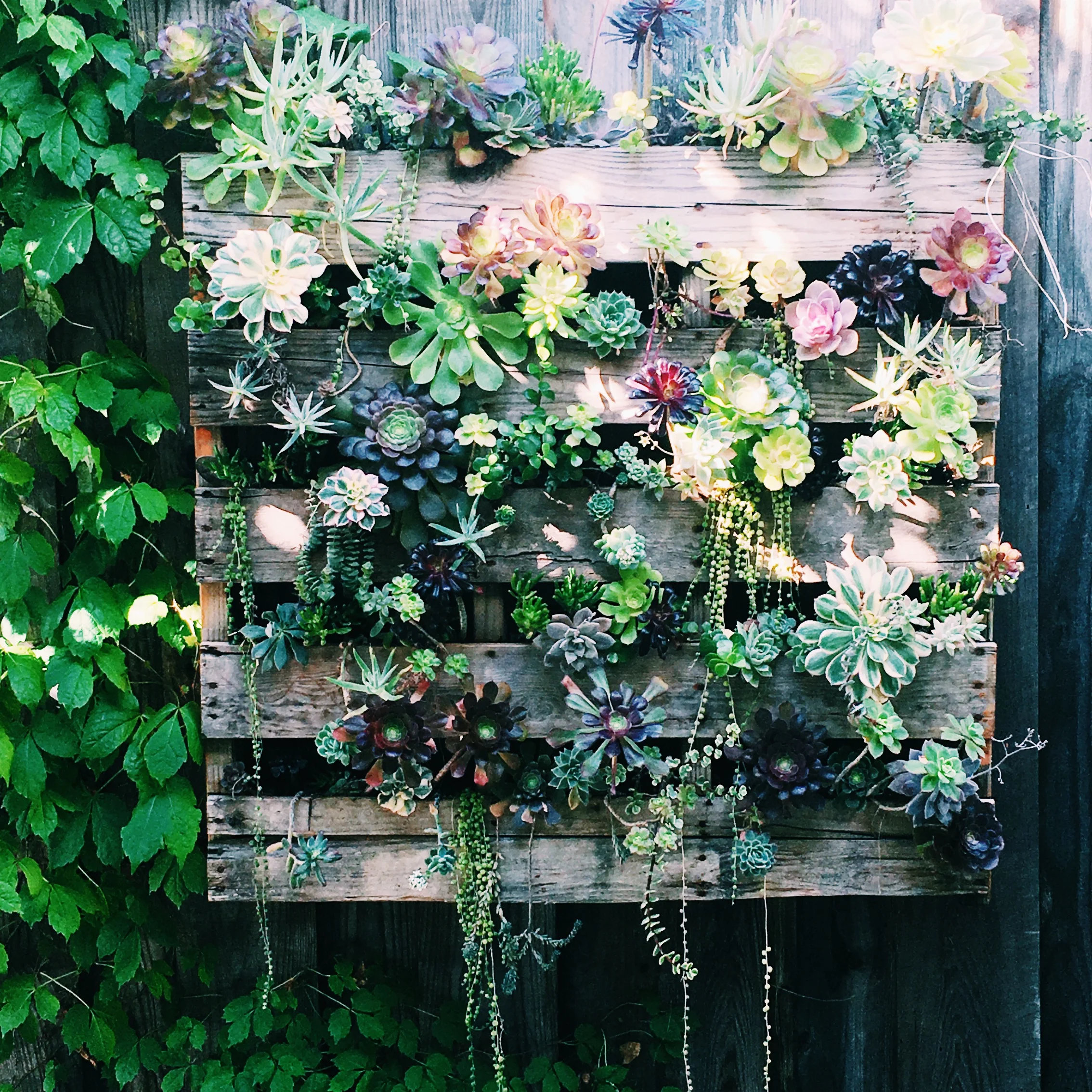My pride and joy. A reclaimed wooden palette. This is right outside my kitchen window so I get to gaze at it fondly as I do dishes (which is all the time).