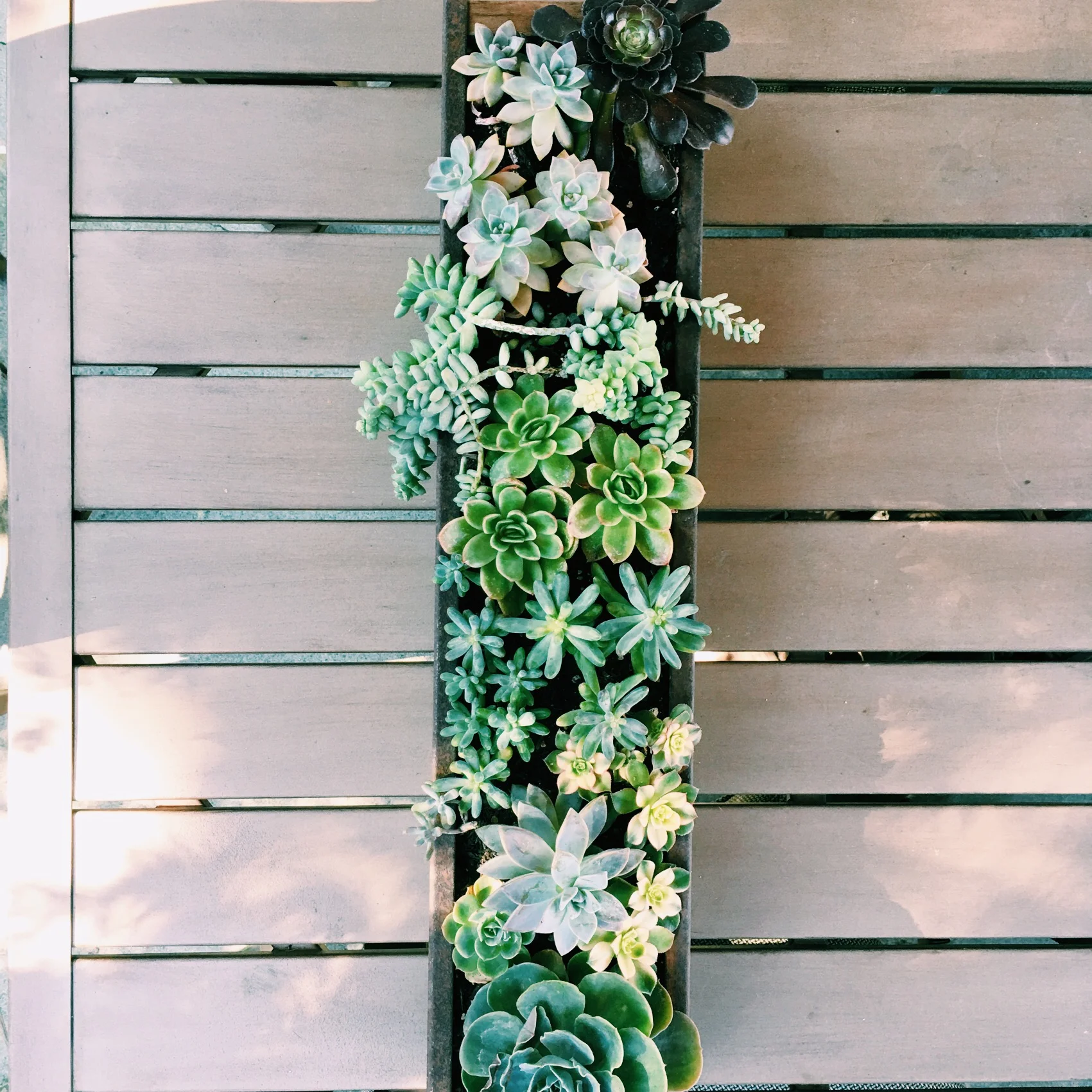 This was a planter that I planted for a good friend of mine who had the container already. Its a salvaged drain gutter!!!