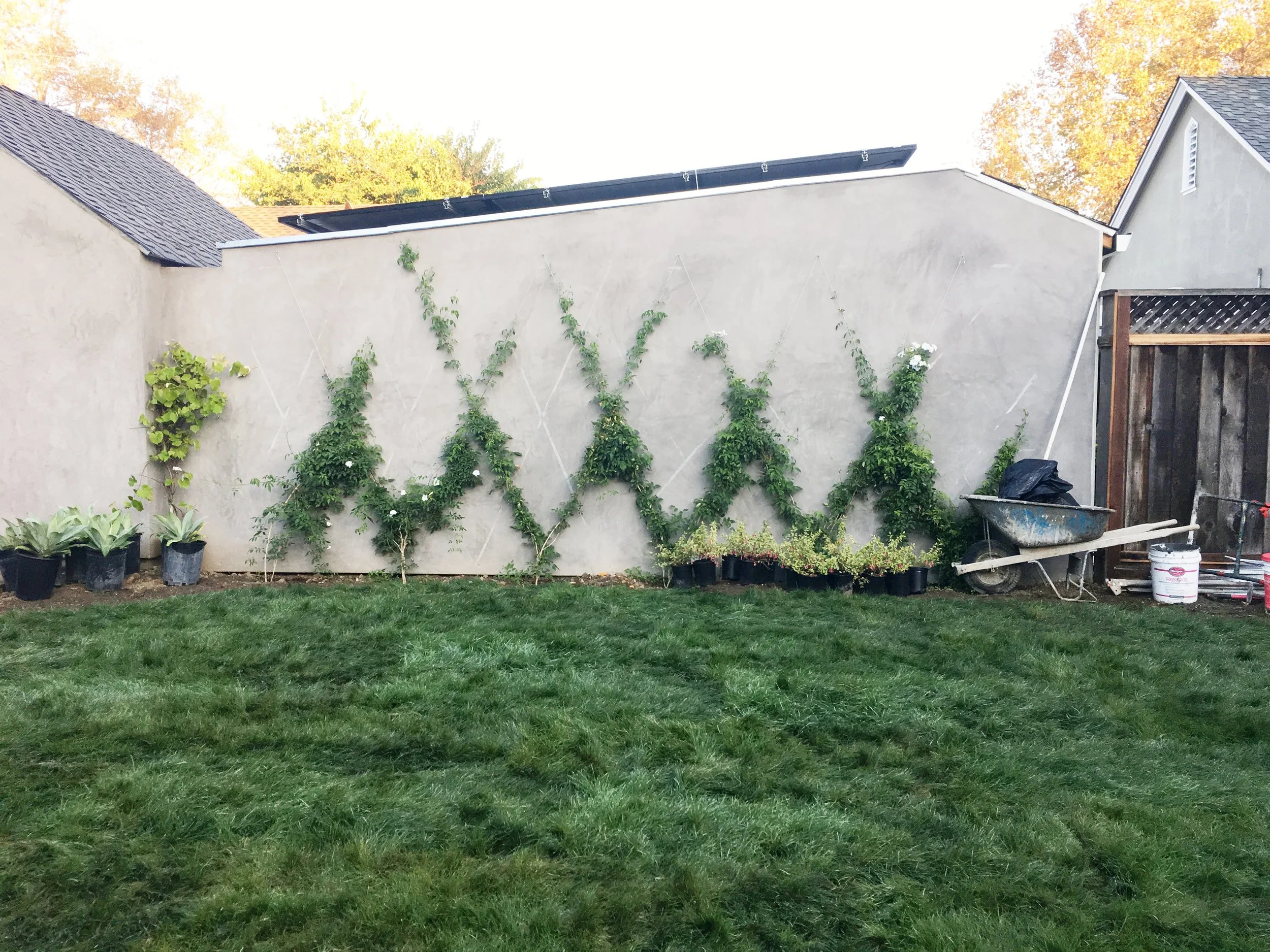 Here's my garden vine wall meeting some of its new friends!
