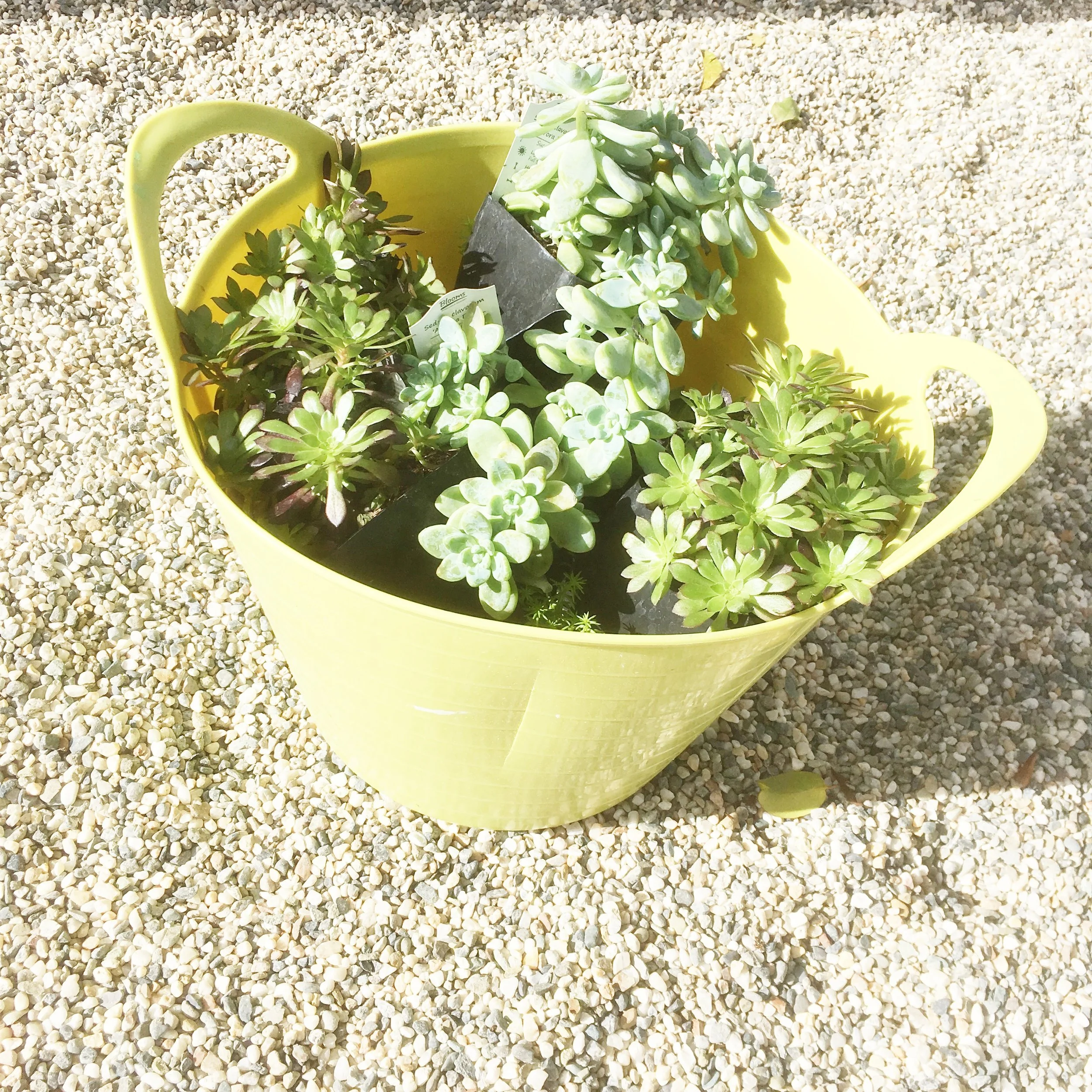 Here are the succulents I brought from home to populate the two small pots sitting on the fence in front. And below is a shameless plug for my landscaper (for all you locals). He is so kind and hardworking!