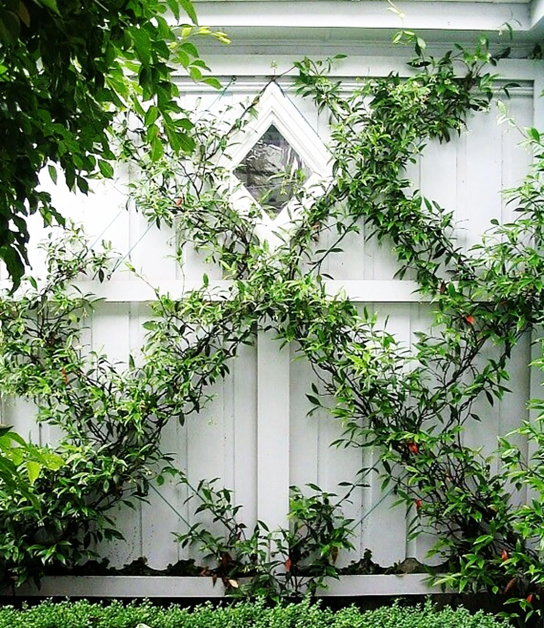 I'd like to give another plug to Audrey at The Foxy Garden who came up with this brilliant solution. It was classic, elegant and most importantly covered the wall.