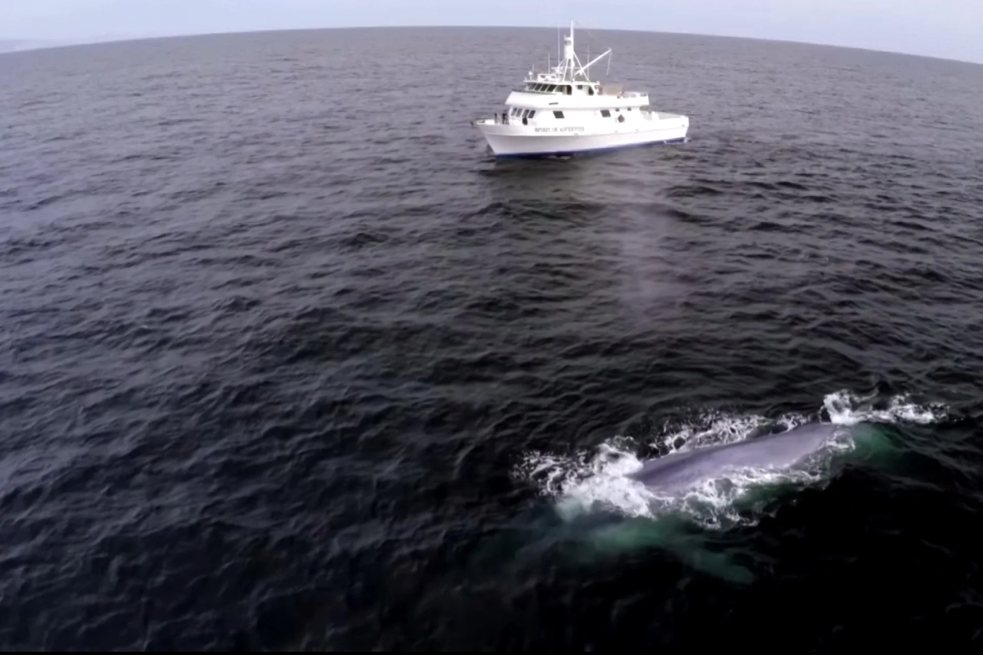 That is One FUNNY Whale