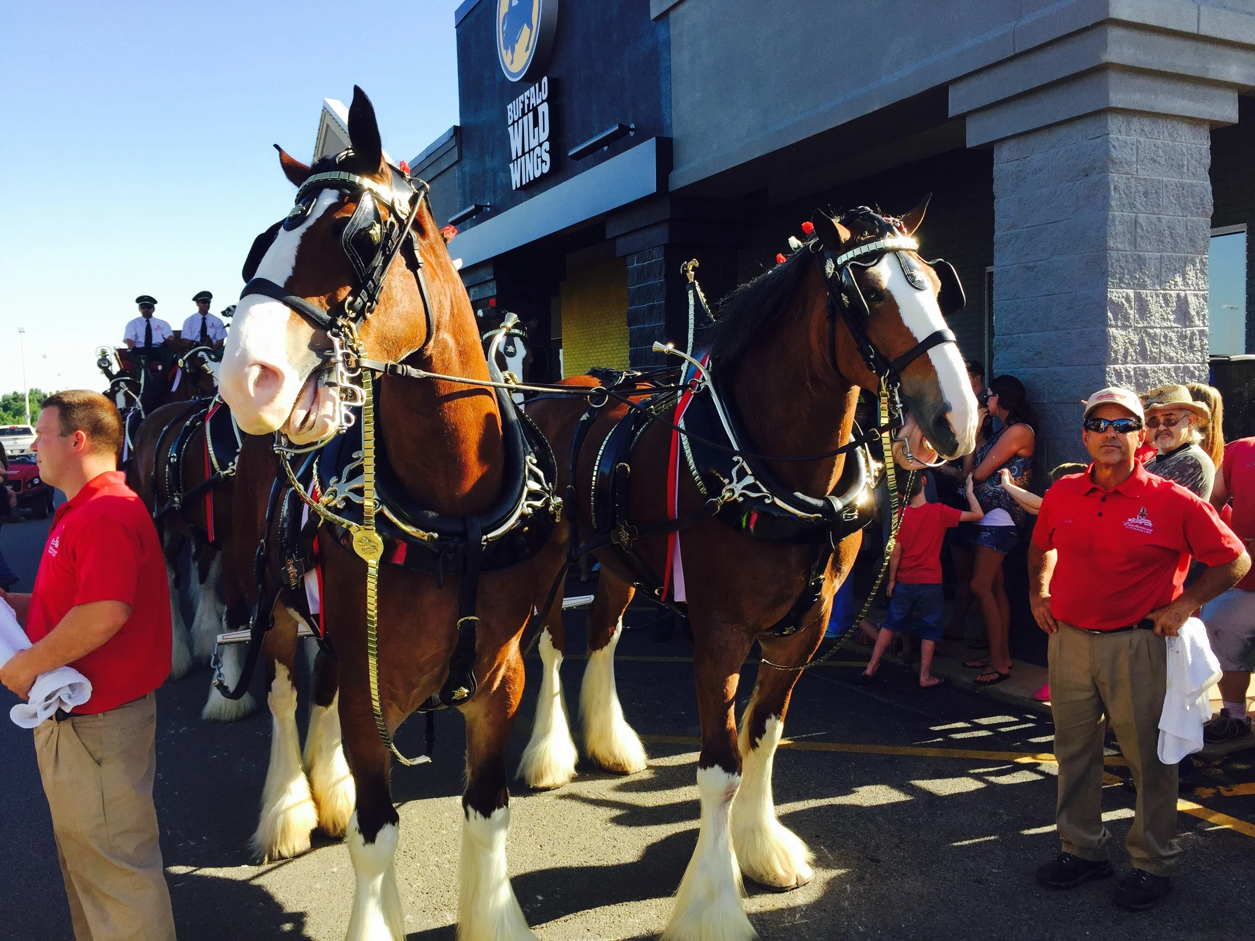 Budweiser Clydesdales Community Gallery