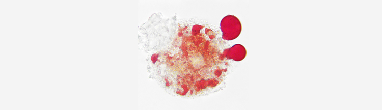 Astaxanthin emersion oil