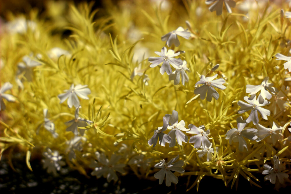 Close up of Ground Flowers.jpg