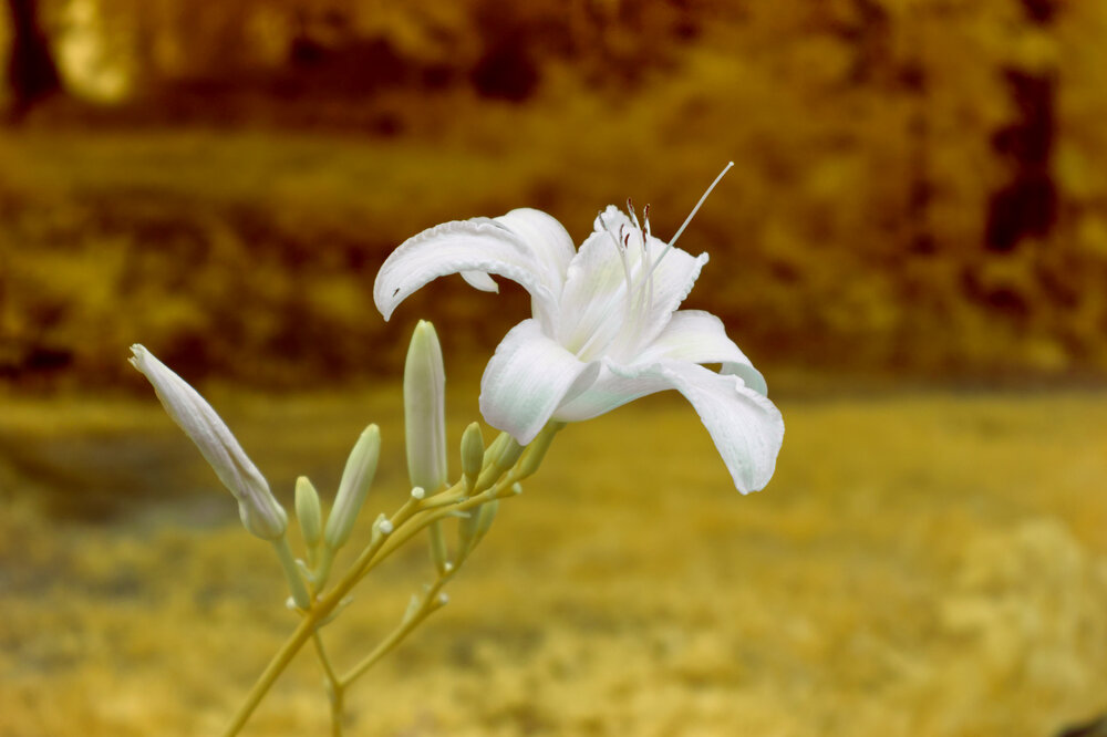 Albino Fire Lily.jpg