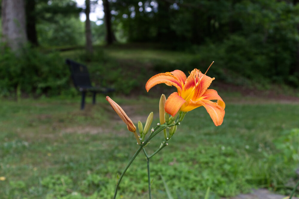 ! FIre Lily #9.jpg