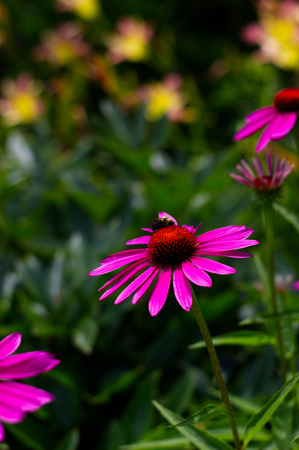 Bee on Flower.jpg