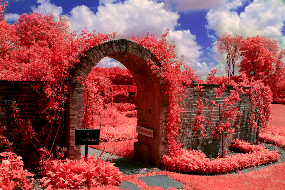 Rose Garden Arch Landscape.jpg