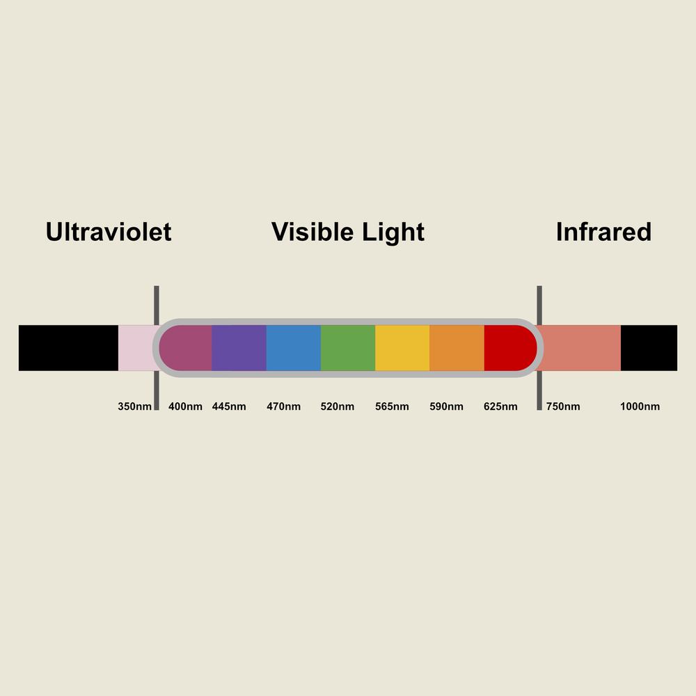 Full Spectrum Light Sensitivity Diagram.png