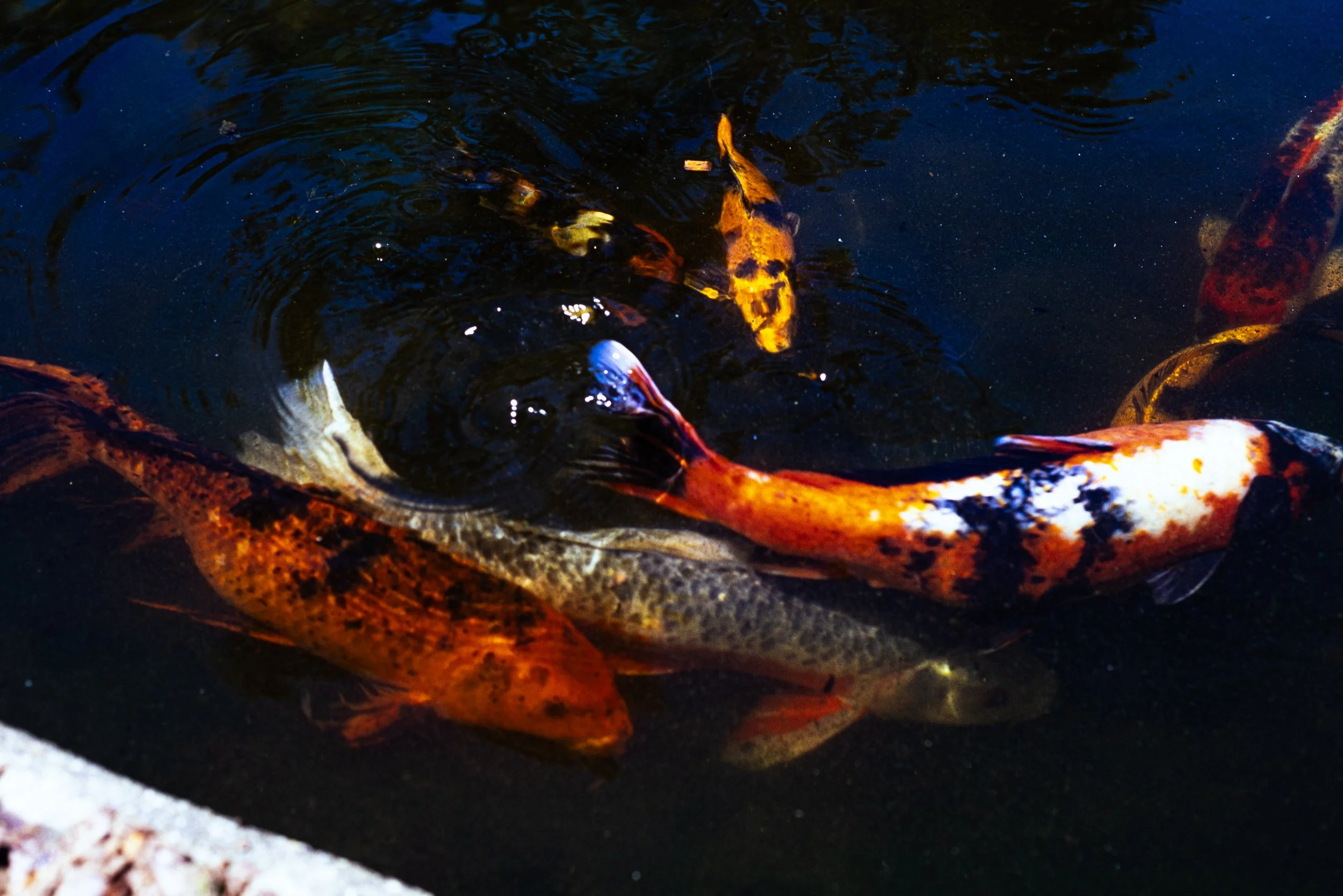 DSC_4573.jpg