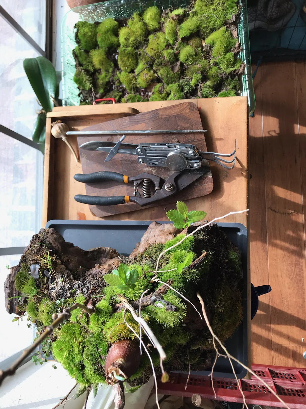 Bonsai picture.jpg