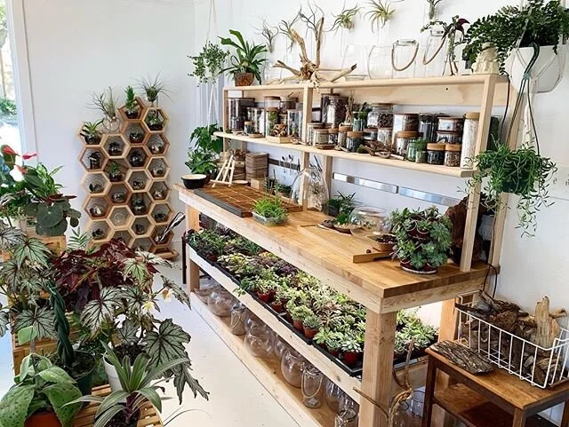 Hi plant people! We are having an impromptu plant hang/open house @trueleafstudio tomorrow (Wednesday, Feb 26, 5-9pm) since we are on the @dentonwinewalk route!  If you want to come tour the plant shop and say hi everyone is welcome.  If you want to 