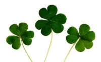 clover-445255_960_720.jpg