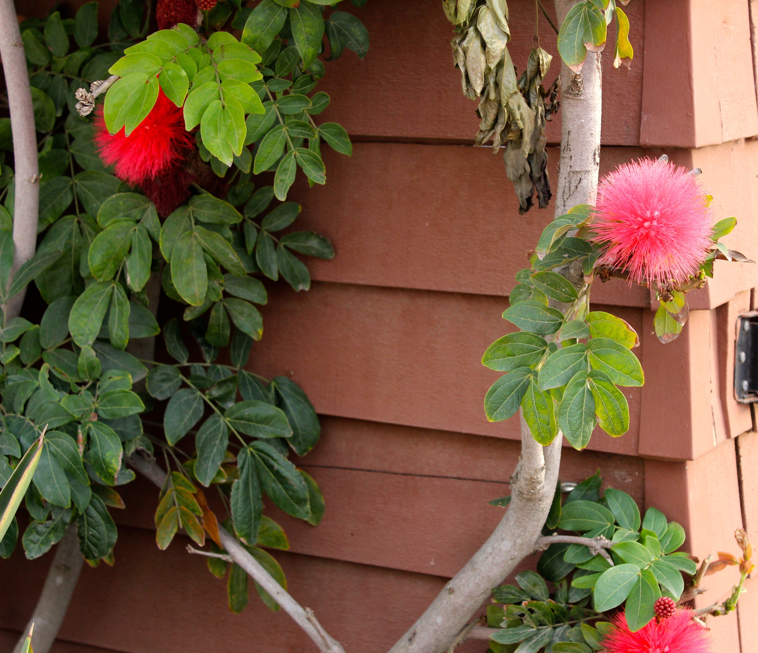 Don't you think these look like they are straight out of Dr. Seuss?