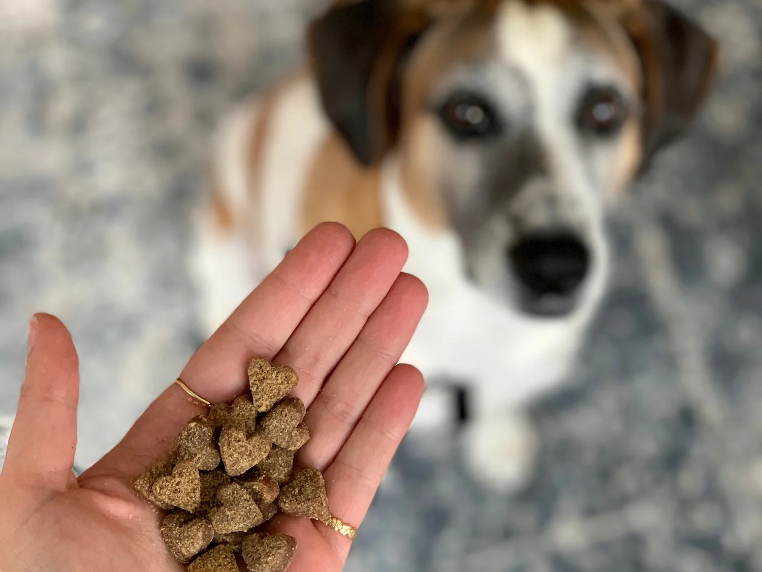 How Do I Choose A Rescue Dog
